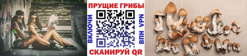 купить  сайты  blacksprut ССЫЛКА  Галлюциногенные грибы Psilocybe  Дорогобуж 